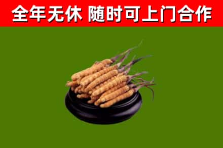 格尔木回收冬虫夏草