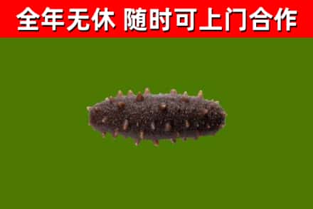 格尔木回收海参干